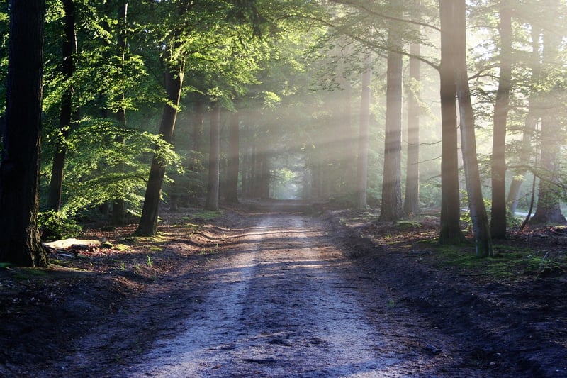Whimsical Forest Setting